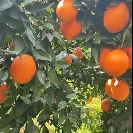 秭归县长虹脐橙
