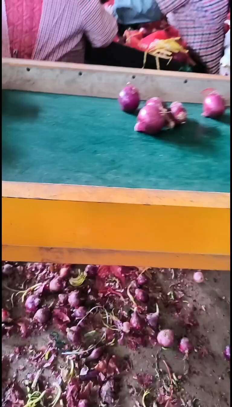 洋葱