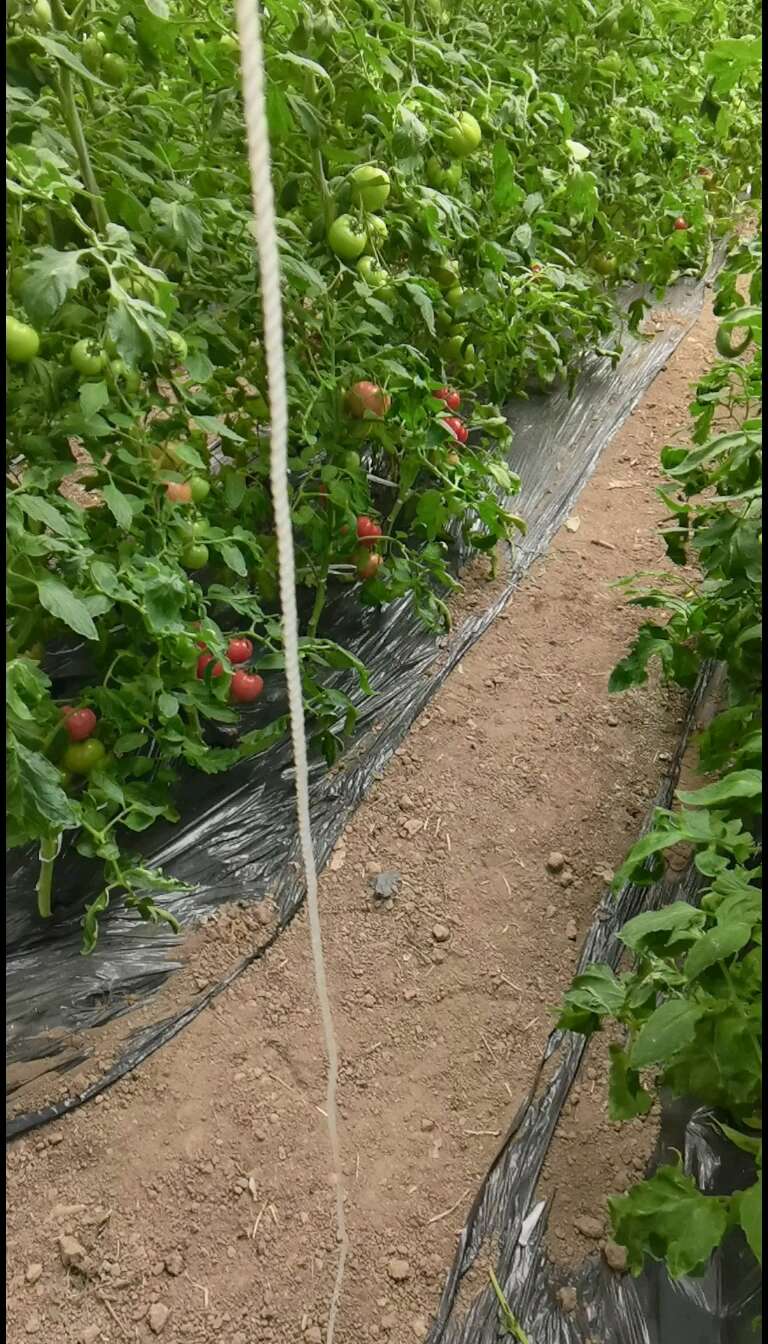 普羅旺斯西紅柿，擁有30多年種植經驗，柿子特點，皮薄，肉厚