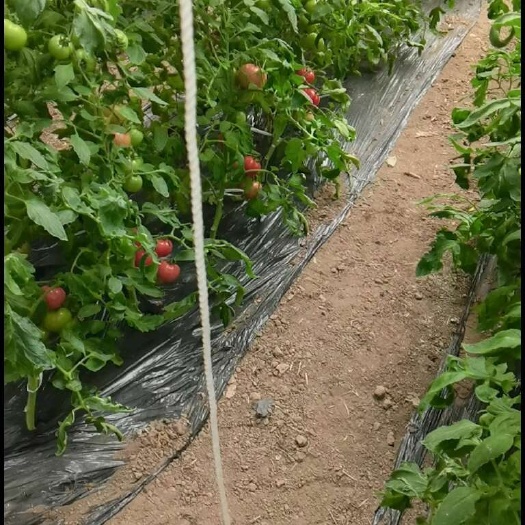永清县普罗旺斯西红柿，拥有30多年种植经验，柿子特点，皮薄，肉厚