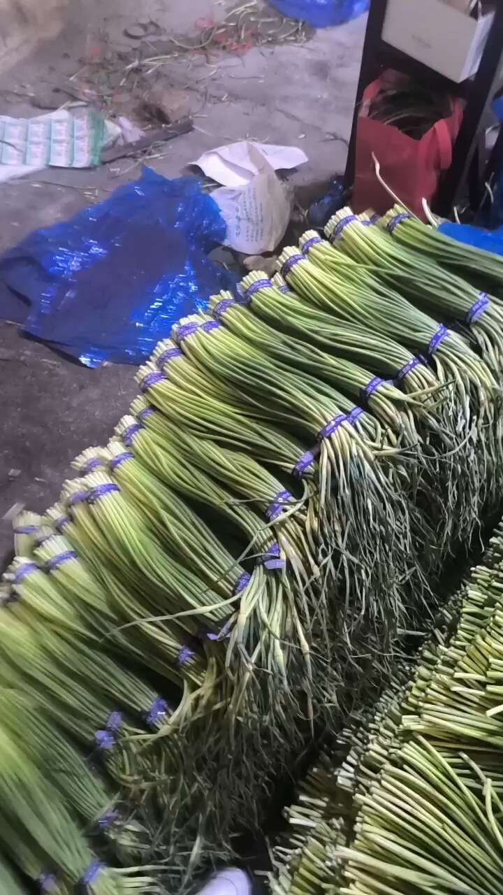 蒜薹