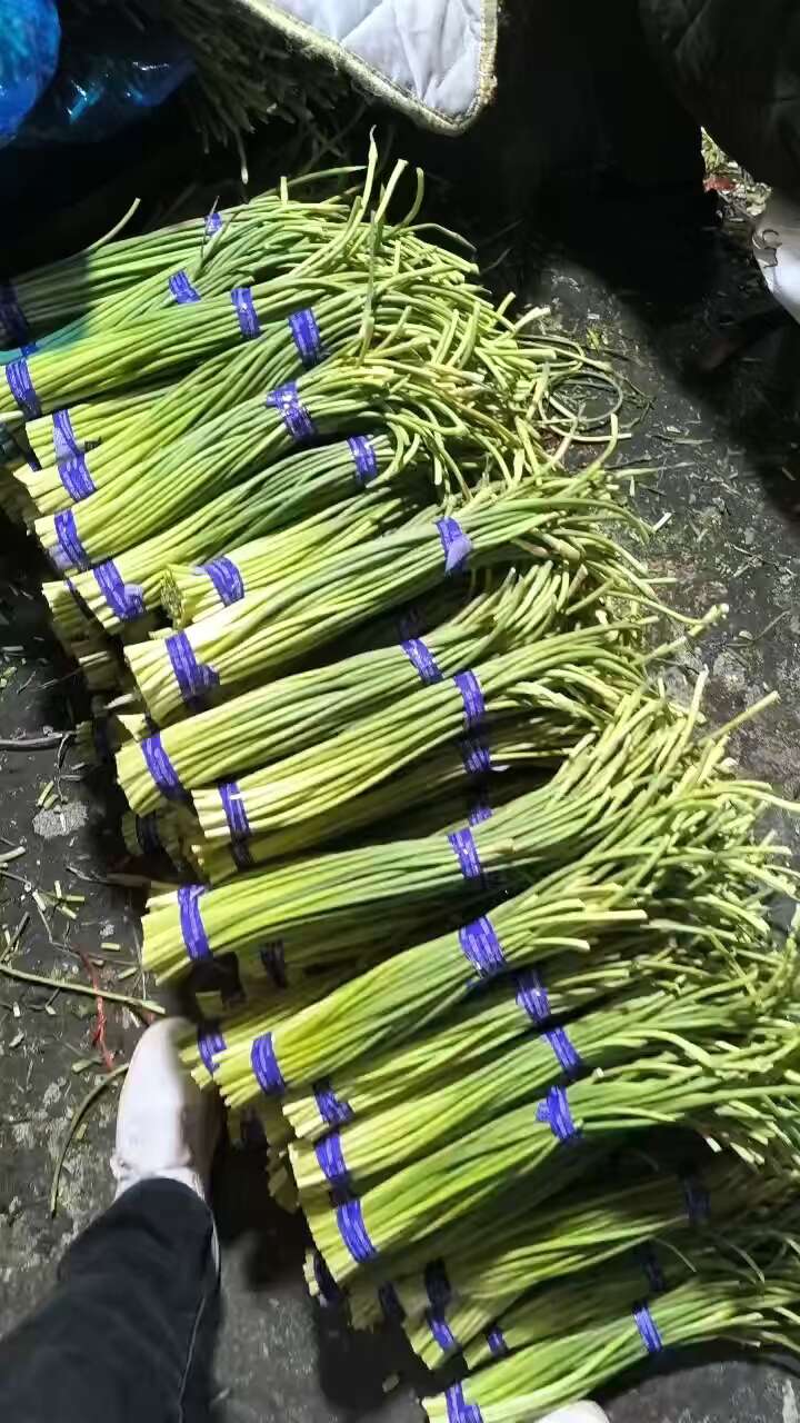 蒜薹