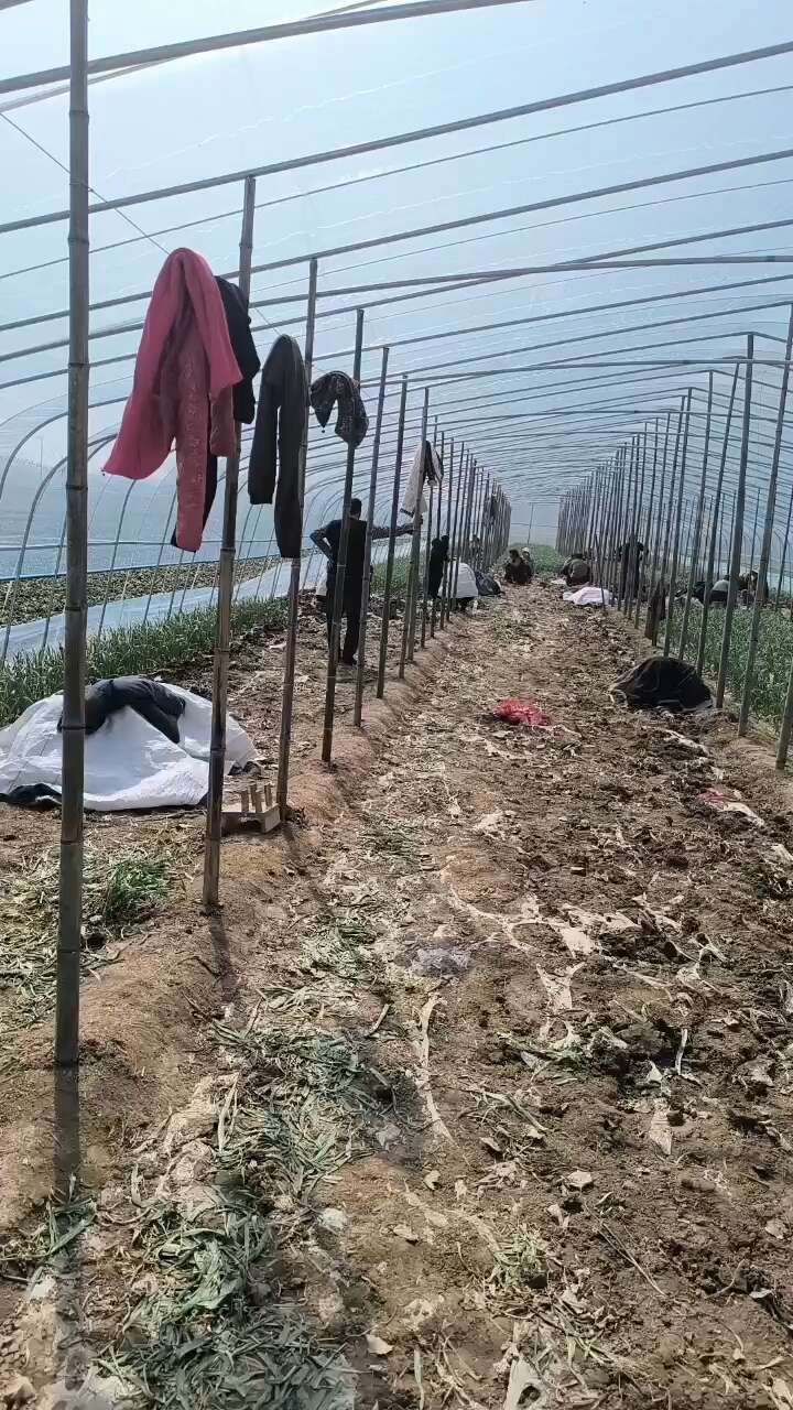 蒜苗