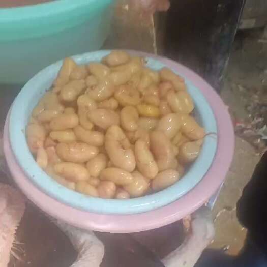 六盘水新鲜鸡腰子