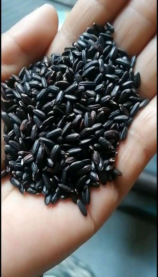 中牟县黑米