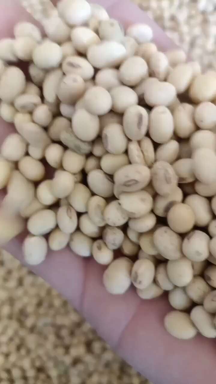 黄豆