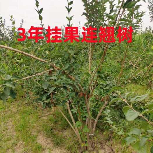 绛县科研5号，药用三号连翘苗，
