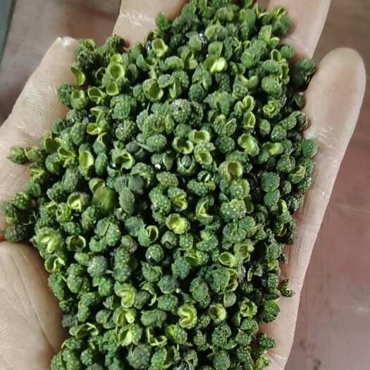 重庆市青花椒