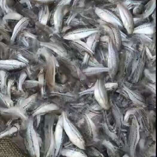 博罗县优质加洲鲈鱼苗