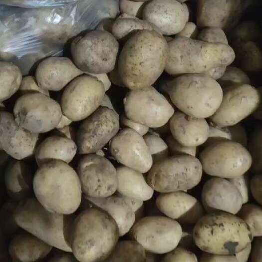 土豆价格平稳，产地直发大量供应