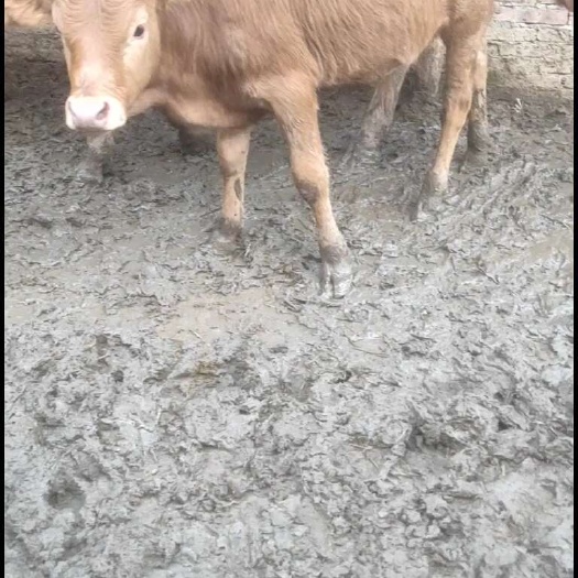 肇庆出售牛苗