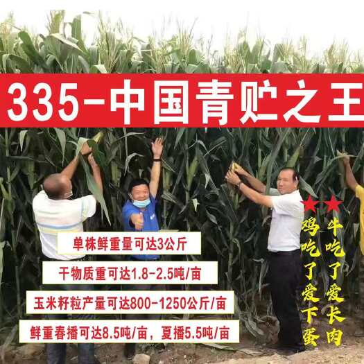 青储玉米种子营养好品质高生物产量达8500公斤青饲王335
