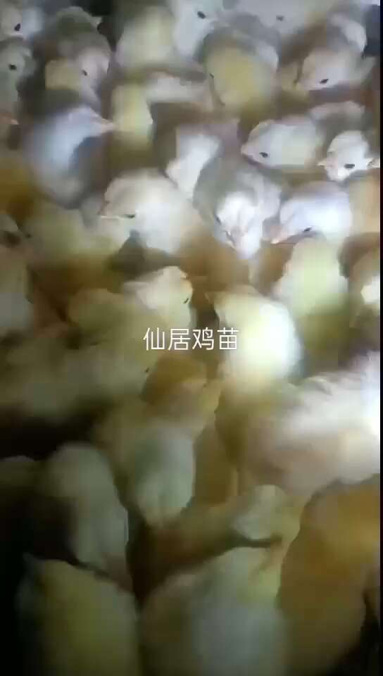 仙居鸡苗