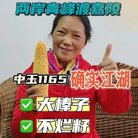 成都玉米种子批发大棒粮饲兼用产量铁秆不倒活秆成熟厂家直销