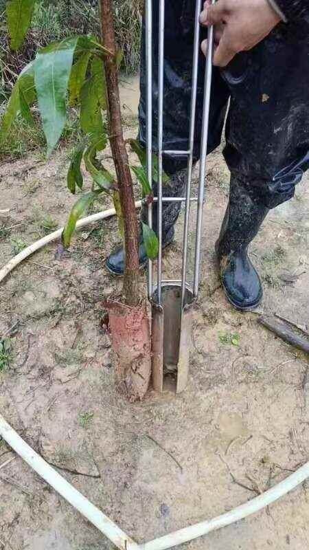 云浮芒果直生苗现货