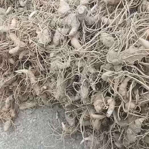 咸宁黄精带芽苗，现货2024/03/09