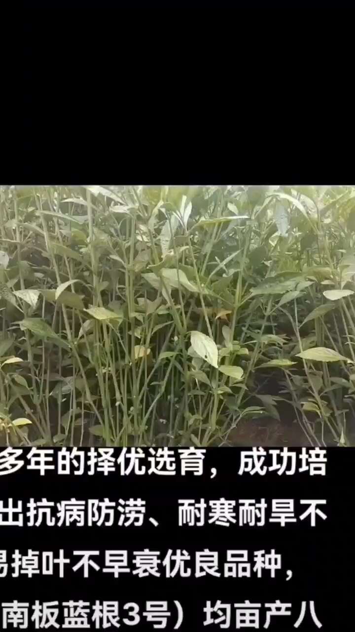 南板蓝根种苗