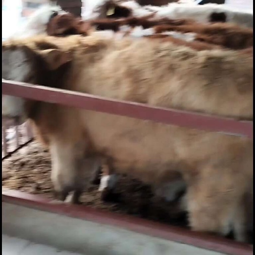 平舆县西门塔尔精品小牛犊