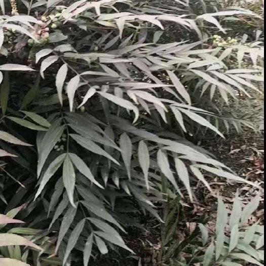 成都十大功劳