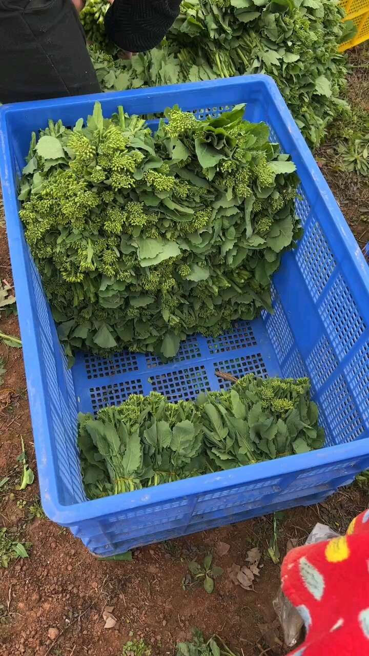 油菜苔精品货大量上市需要的来谈