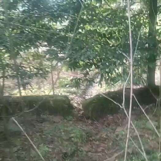 峨眉山市桢楠树