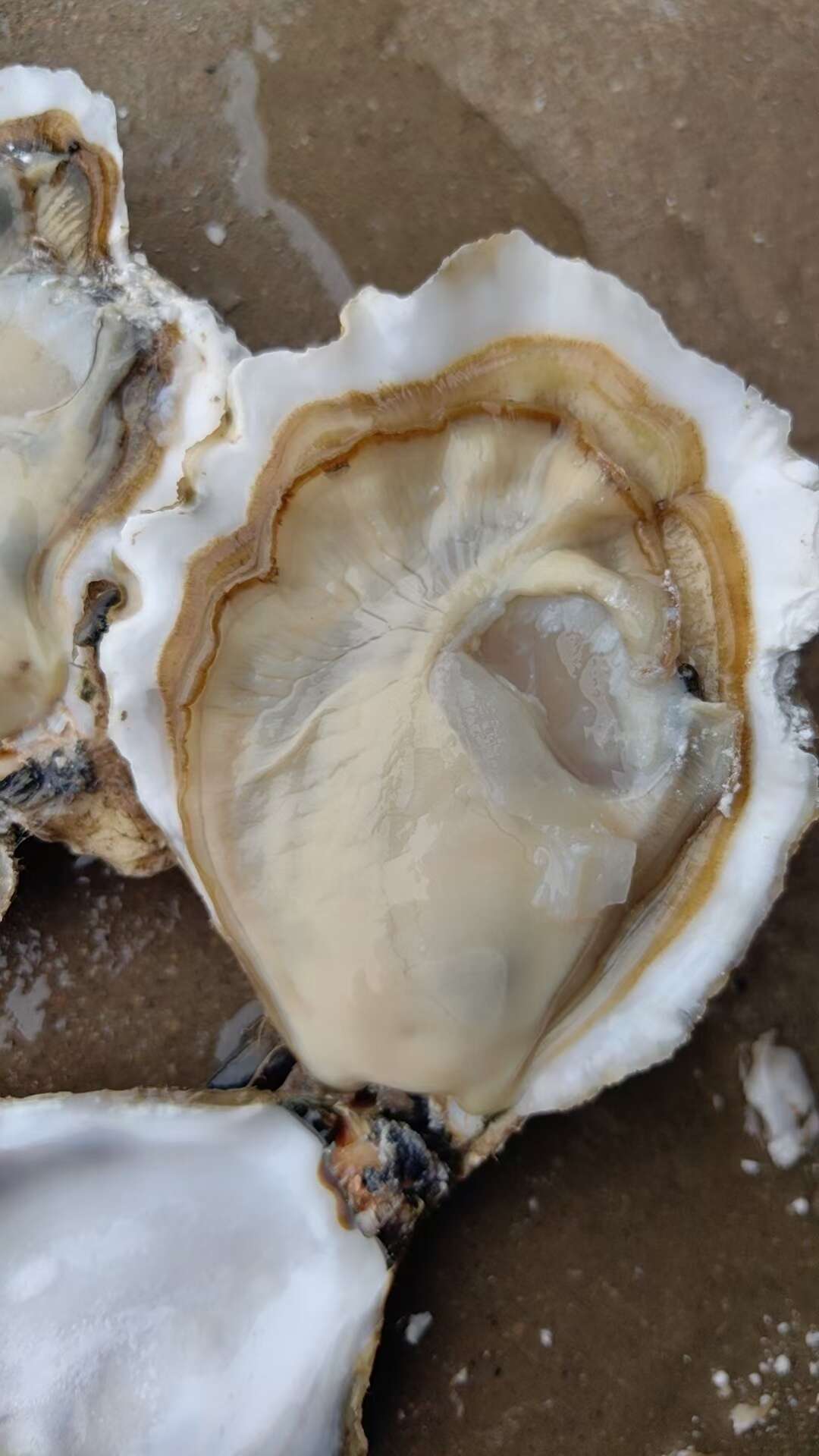 乳山生蠔扇貝