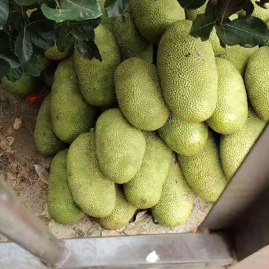 保亭县海南菠萝蜜