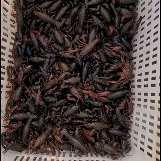 霍邱县小龙虾