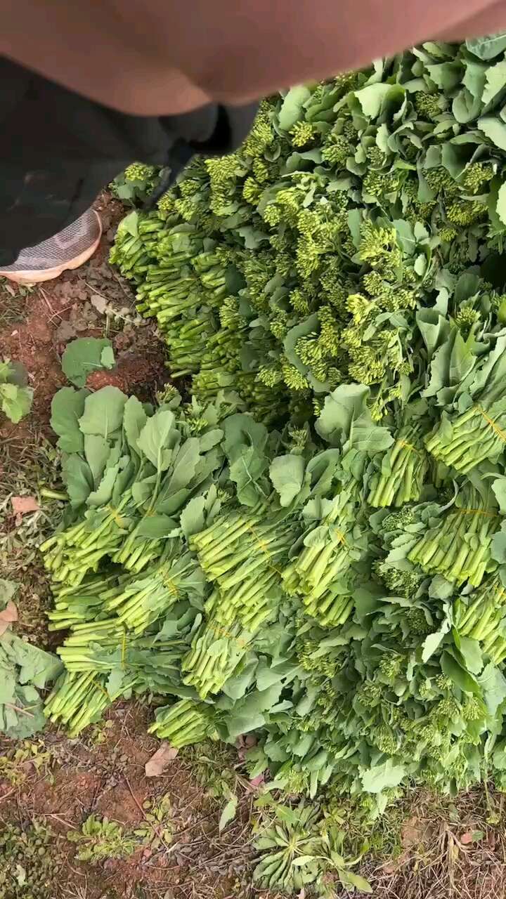 油菜苔精品货大量上市需要的来谈