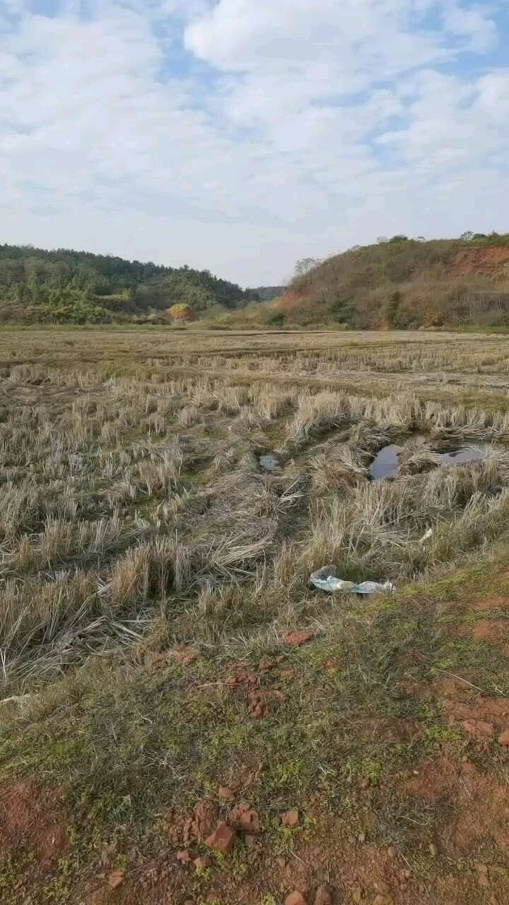 2000亩水稻田出租