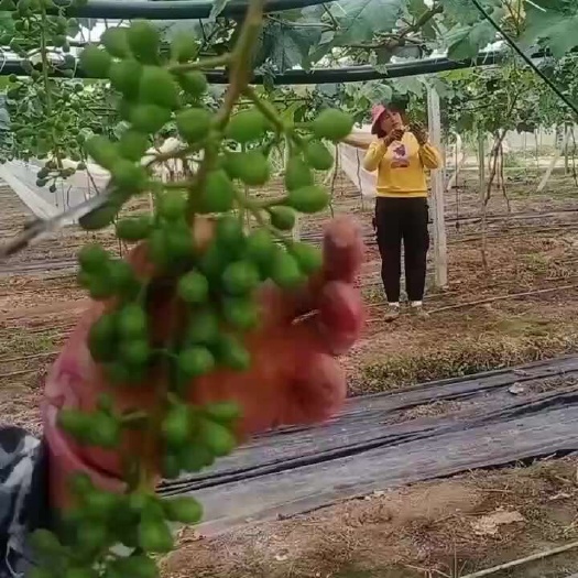 阳光玫瑰疏果