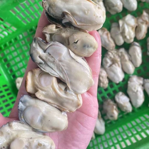 乳山市乳山生蚝肉冰鲜，熟单冻麻辣，捞汁小海鲜！