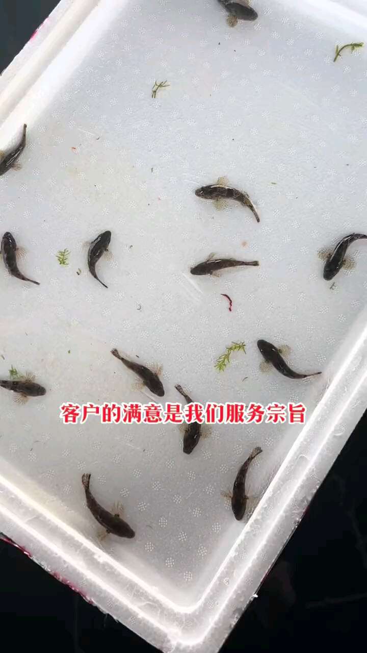 虎头沙，