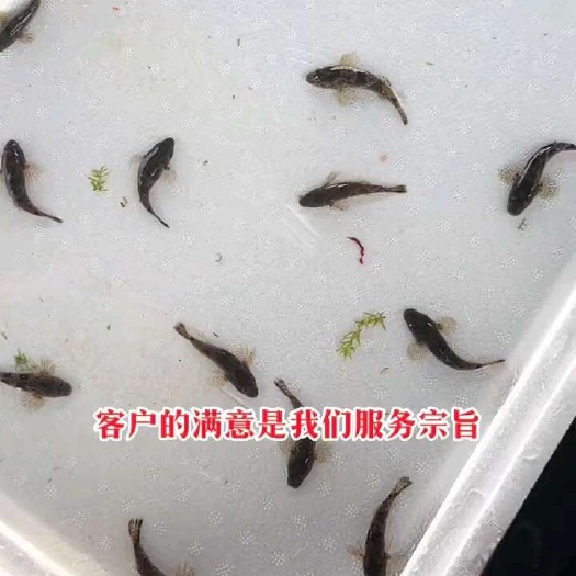 虎头沙，