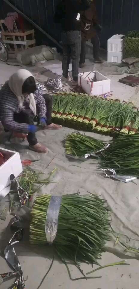 寿光大叶韭菜，手工质量优良