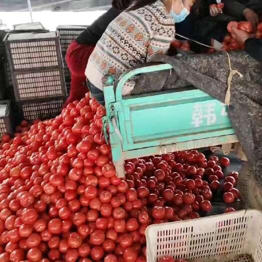 邯郸精品西红柿