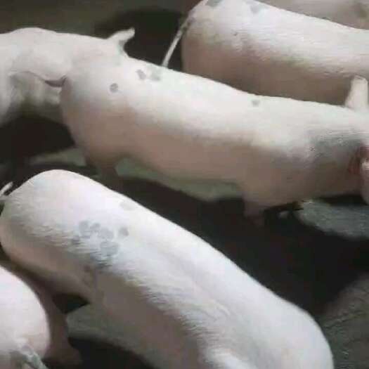 灵山县灵山自家庭养殖，长期卖土白猪苗，后备母猪，有需要联系