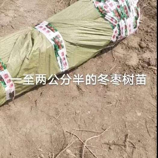 滨州正宗沾化冬枣树苗，沾化老农民自己的树
