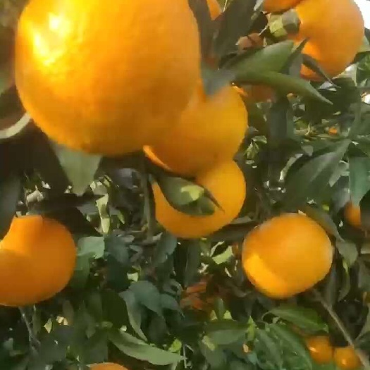 沃柑
