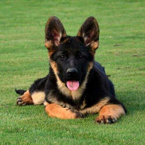 苏州德牧幼犬