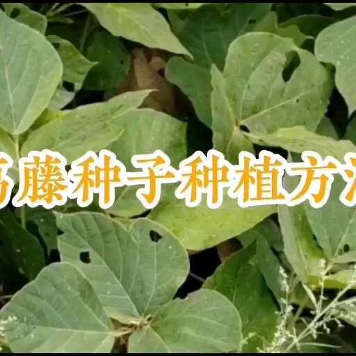 葛藤种子爬山虎牵牛花油麻藤大翼豆边坡矿山绿化护坡爬藤植物种籽