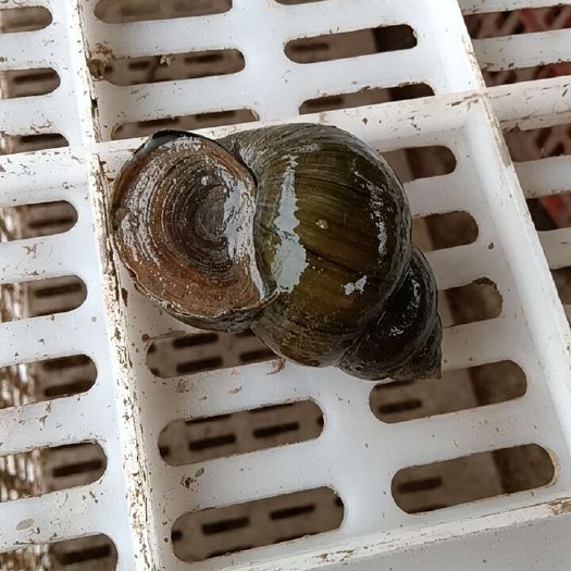 洪湖市种螺