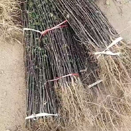 泰安一米高花椒苗