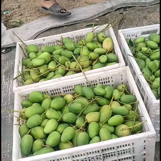乐东县海南芒果 小台芒 海南小台芒电商