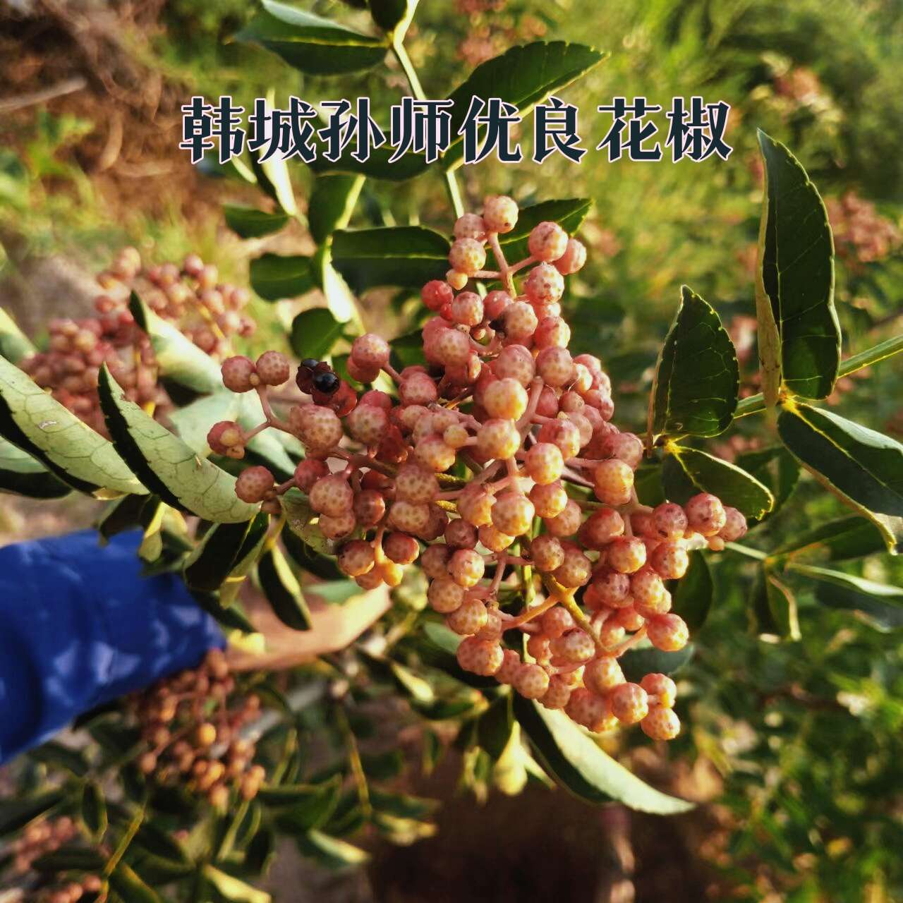 韓城孫師優(yōu)良花椒苗木