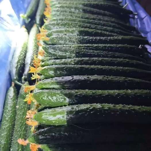 费县刺黄瓜