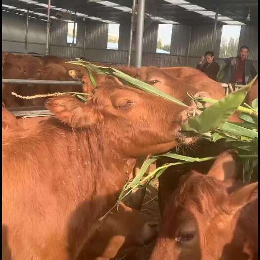 郓城县黄牛价格肉牛养殖肉牛犊价格肉牛肉牛苗小牛犊黄牛仔小牛崽养殖场