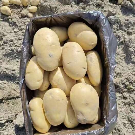 恩平市希森土豆，一级品，产地直发全国各地！