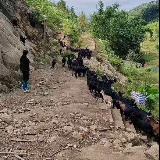 阳江羊靓，价格优惠