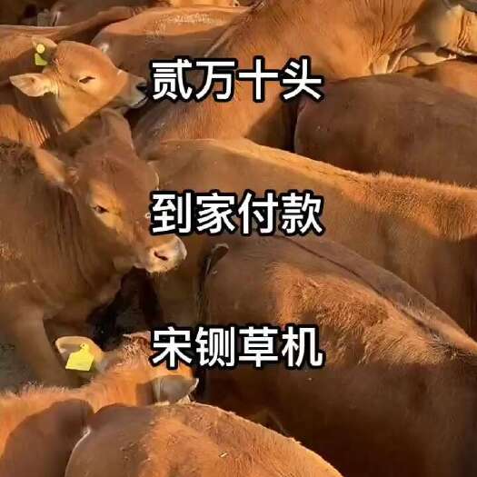 郓城县鲁西黄牛大型肉牛黄牛犊头胎怀孕母牛纯种鲁西黄牛小牛崽成年公牛